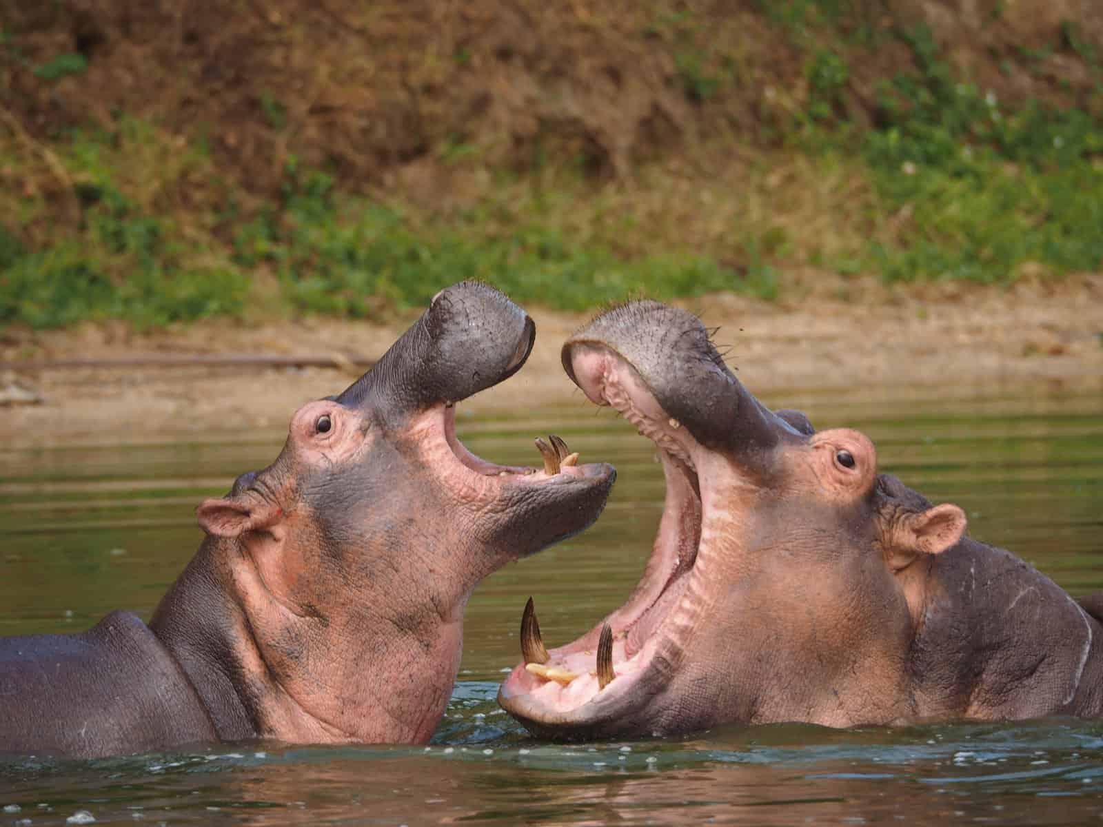 Hippos Facts for Kids LearningMole