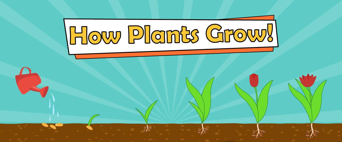 How Plants Grow, 6 Interesting Stages a Plant Goes Through