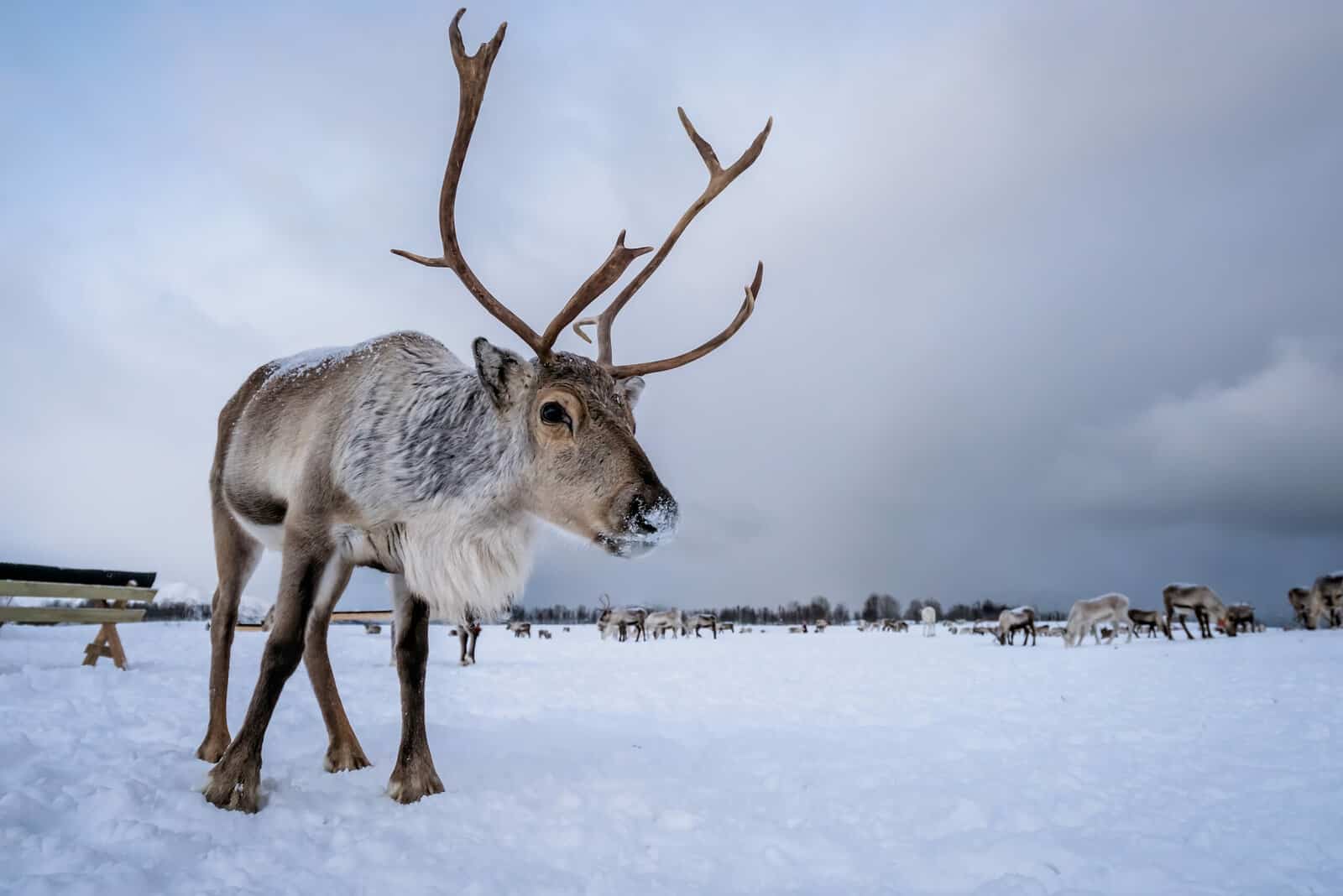 Everything about Reindeer – Reindeer Facts for Kids
