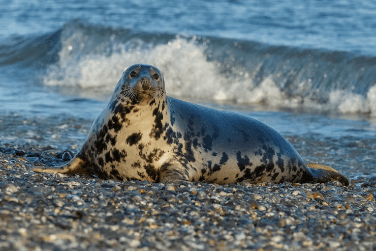 6 Reasons Why Seals, the Pinnipeds, Are Such Exquisite Marine Animals