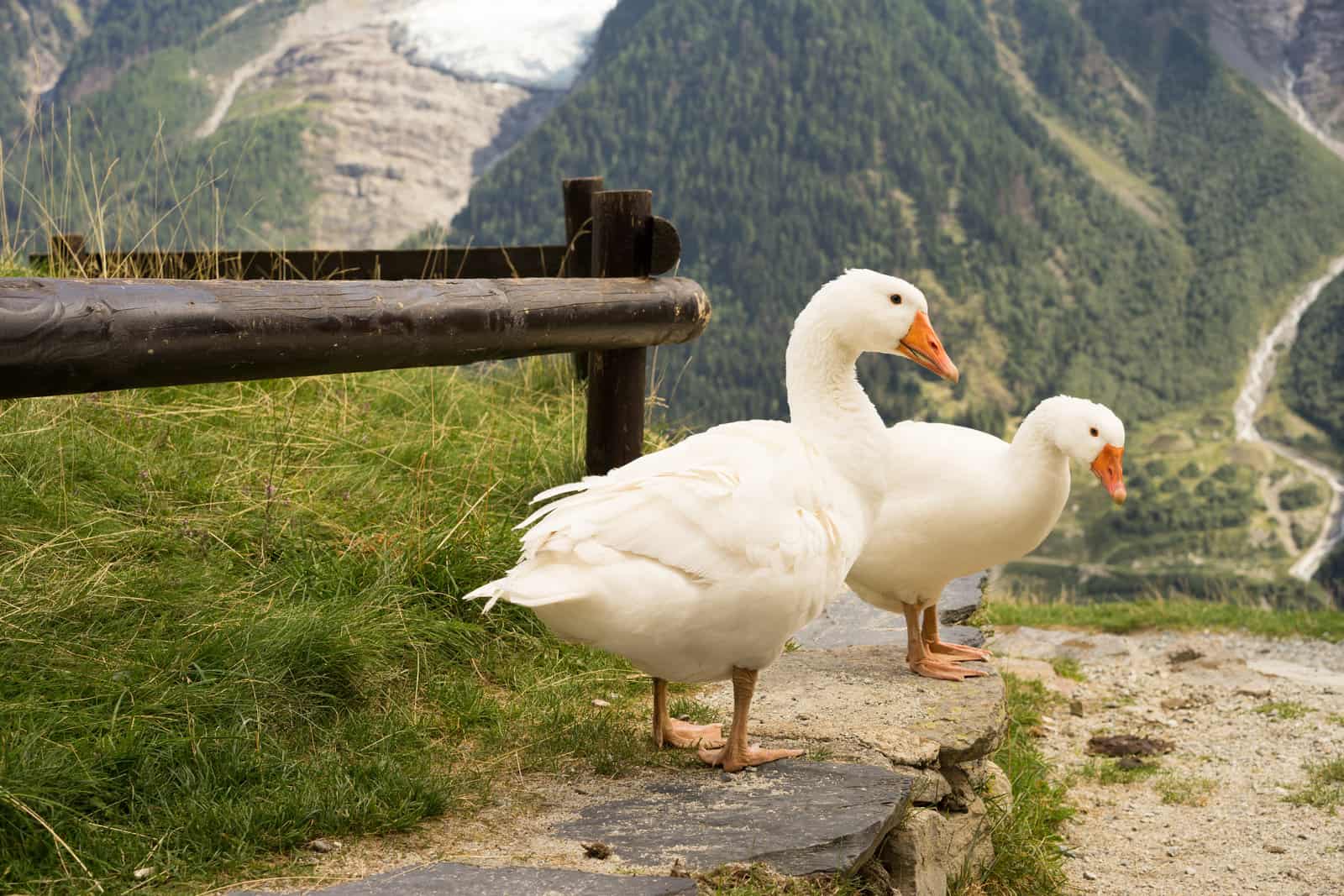 Three Geese in the Alpes of France