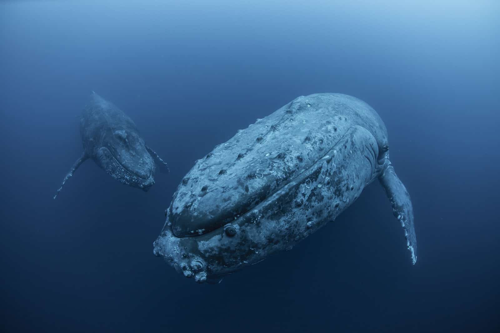 types of whales,whales LearningMole