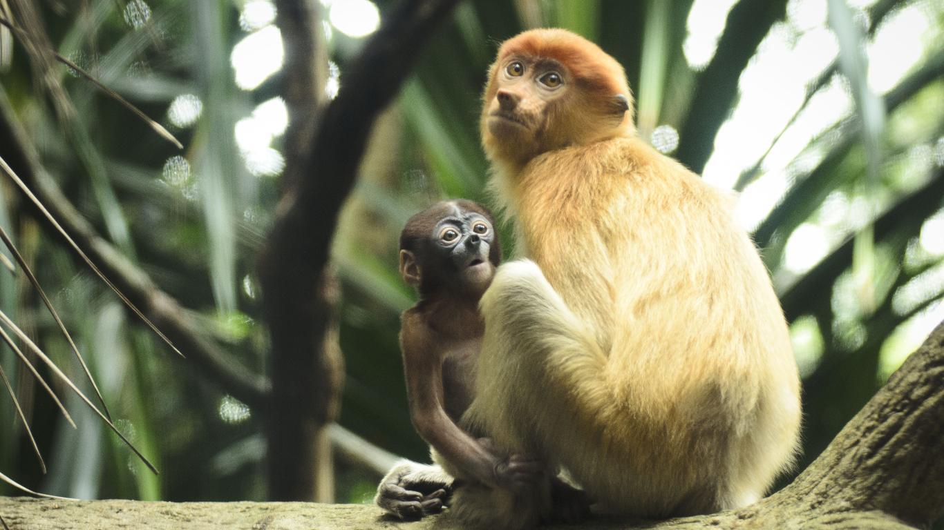 Animals of Asia