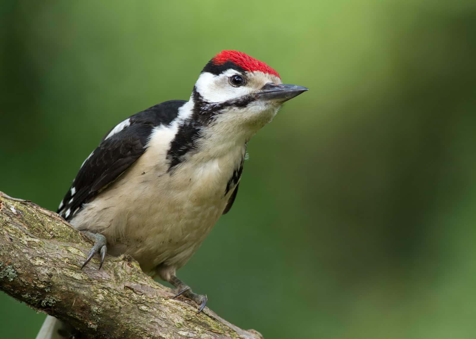 Great Spotted Woodpecker Fcats for Kids