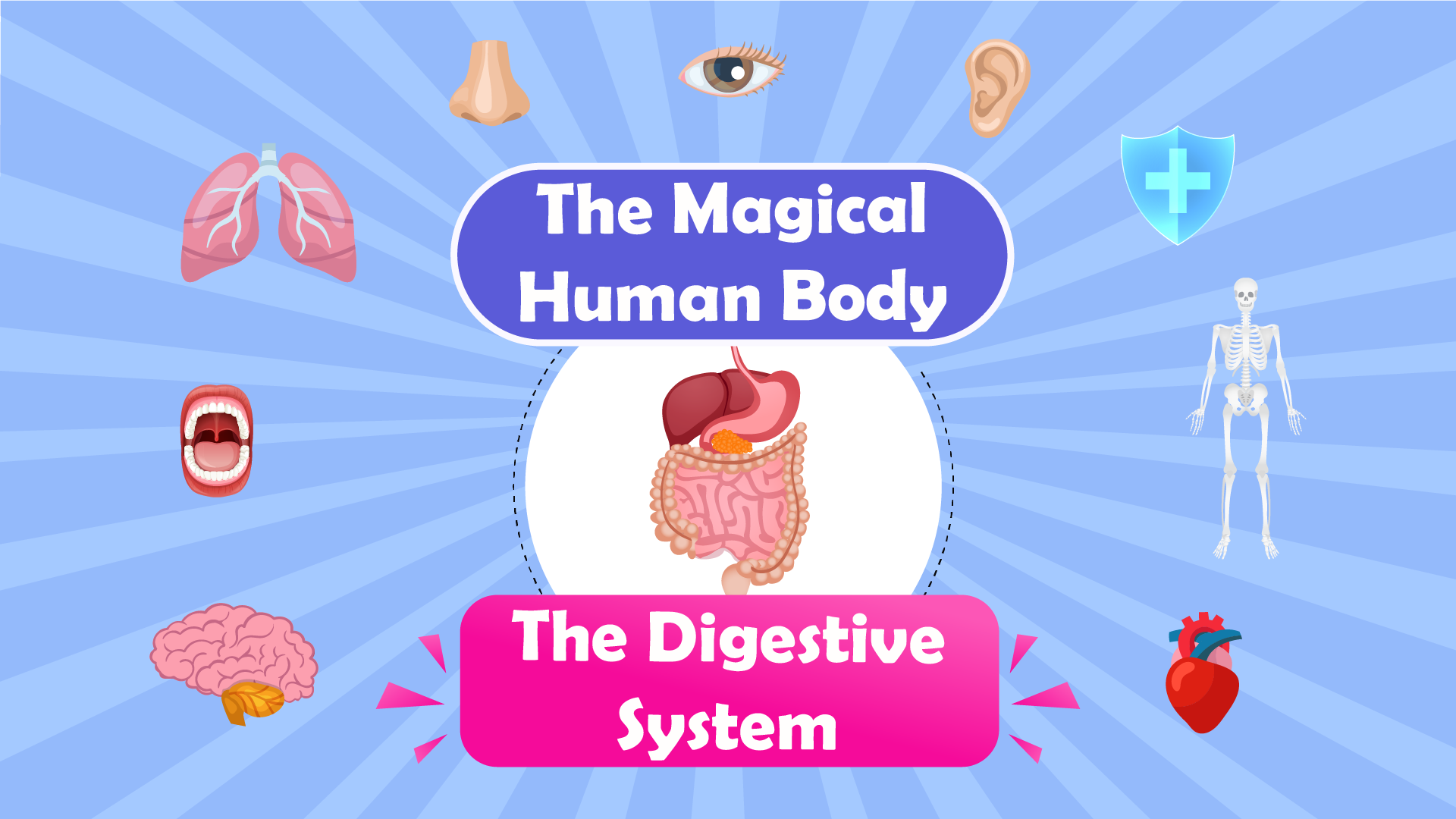 Amazing Digestive System