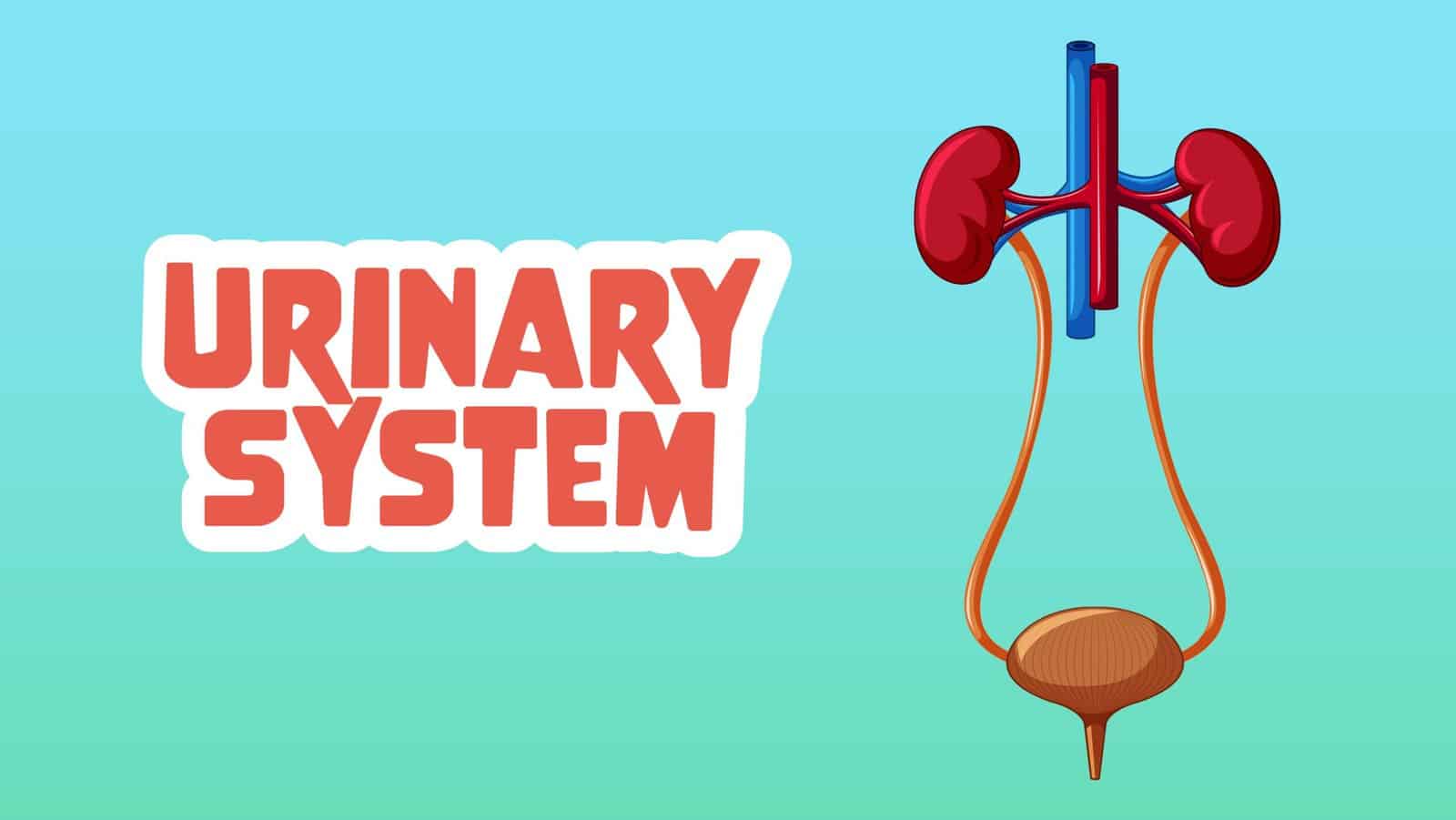 Urinary System LearningMole