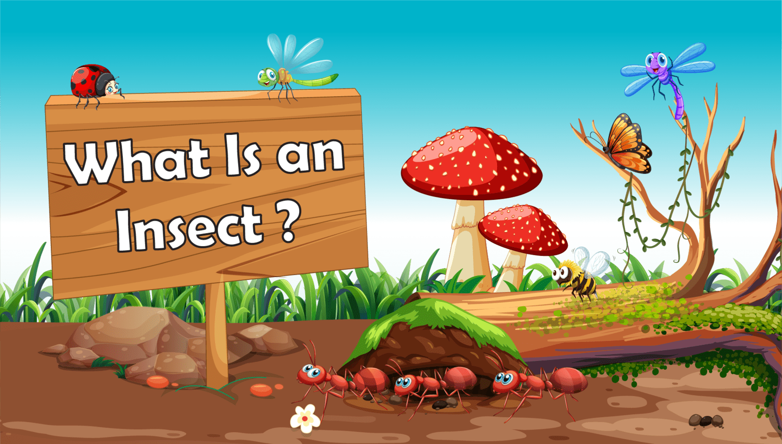 What is an Insect? LearningMole