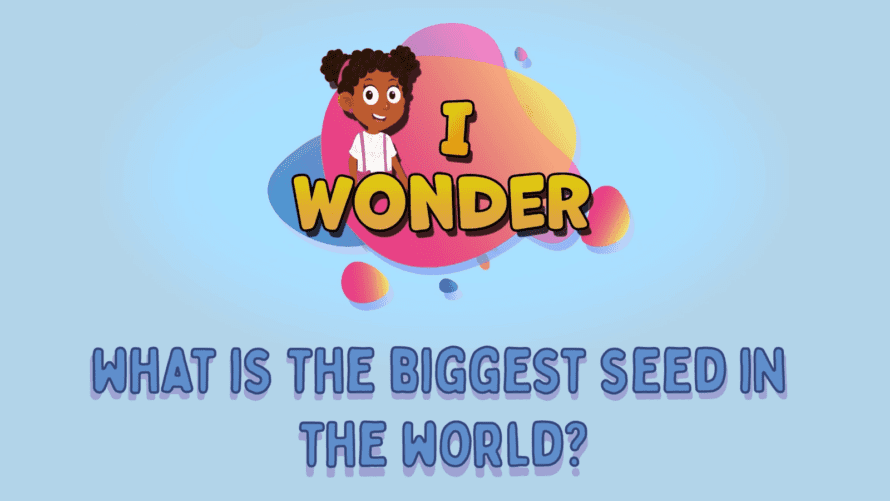 What Is The Biggest Seed In The World? LearningMole