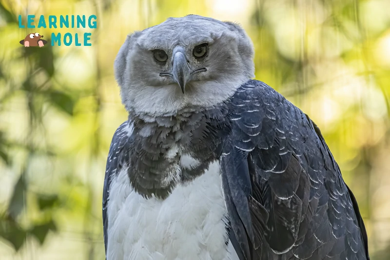 Harpy eagles: The challenge of protecting the 's largest bird of prey