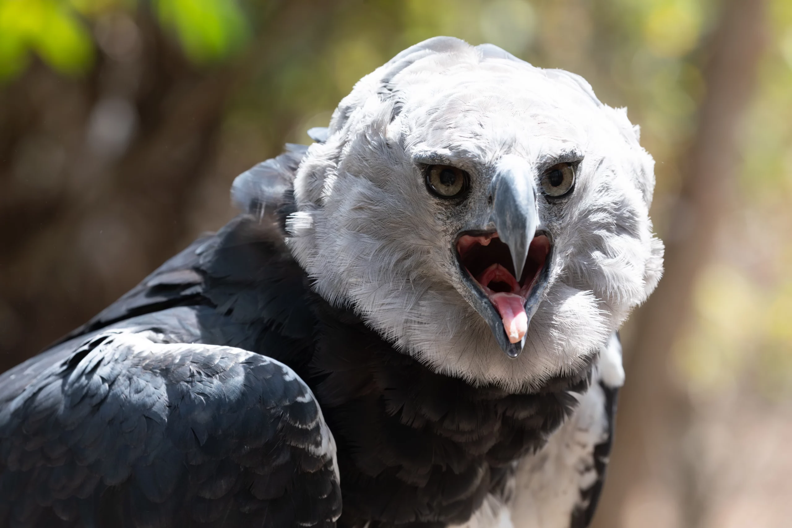The Majestic Harpy Eagle: The Largest and Most Powerful Raptor in the World
