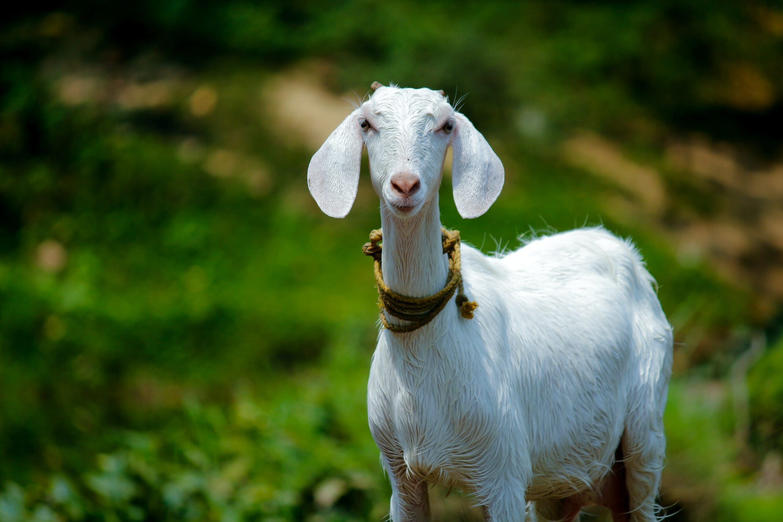 Goats Facts for Kids LearningMole