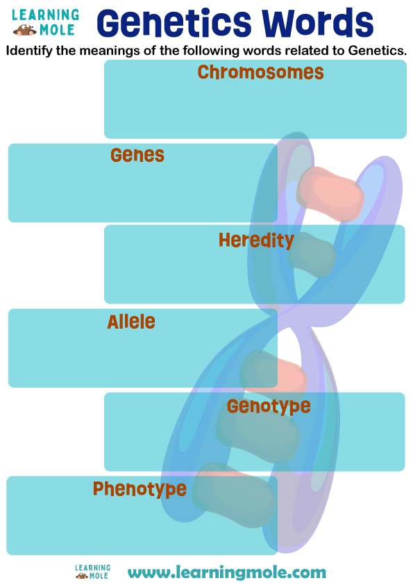 Genetics Words Activity