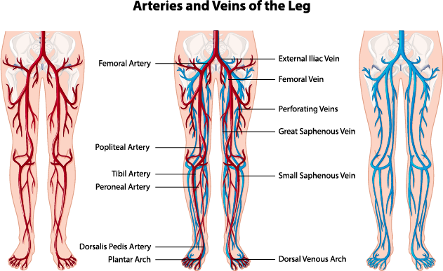 Veins and Arteries Facts for Kids - 5 Adorable Facts about Veins and Arteries Veins and Arteries Facts for Kids LearningMole Veins and Arteries Facts for Kids LearningMole