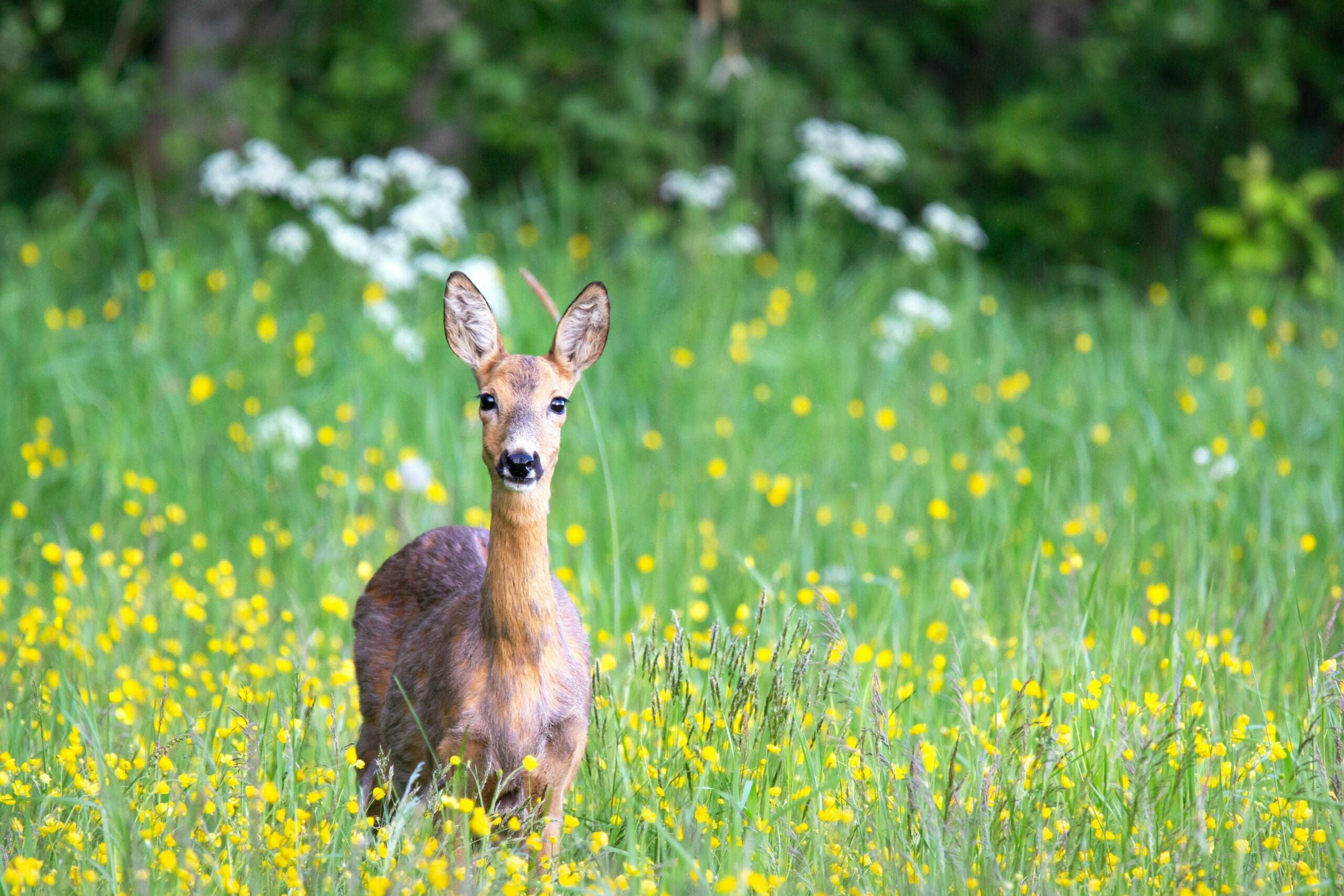 Environmental Geometry,shapes LearningMole