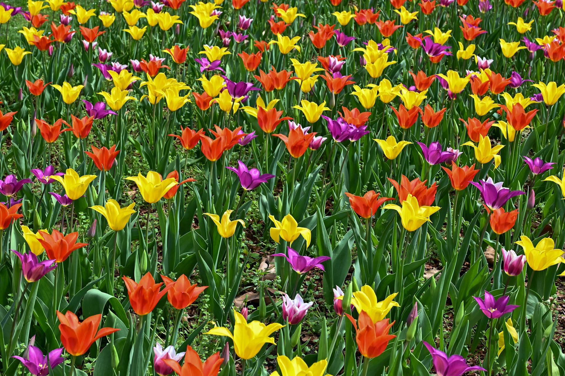 Spring Blooms and Maths Puzzles: Unveiling Outstanding Nature's Geometric Wonders Spring Blooms and Maths Puzzles LearningMole Spring Blooms and Maths Puzzles LearningMole