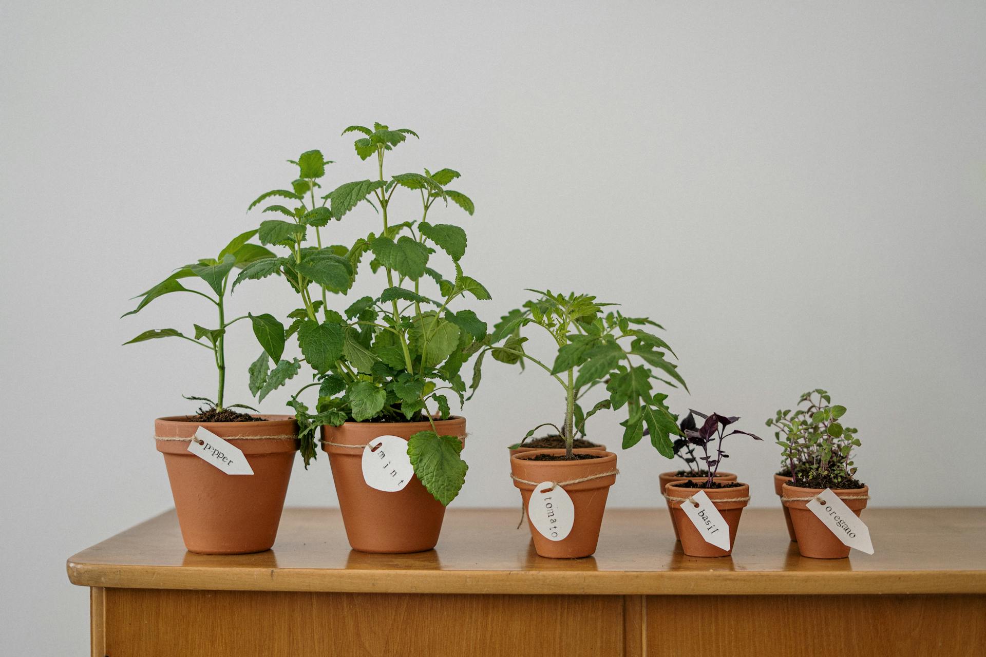 Planting Seeds: Fun Activities for Children Planting seeds,Fun activities,children LearningMole Planting seeds,Fun activities,children LearningMole