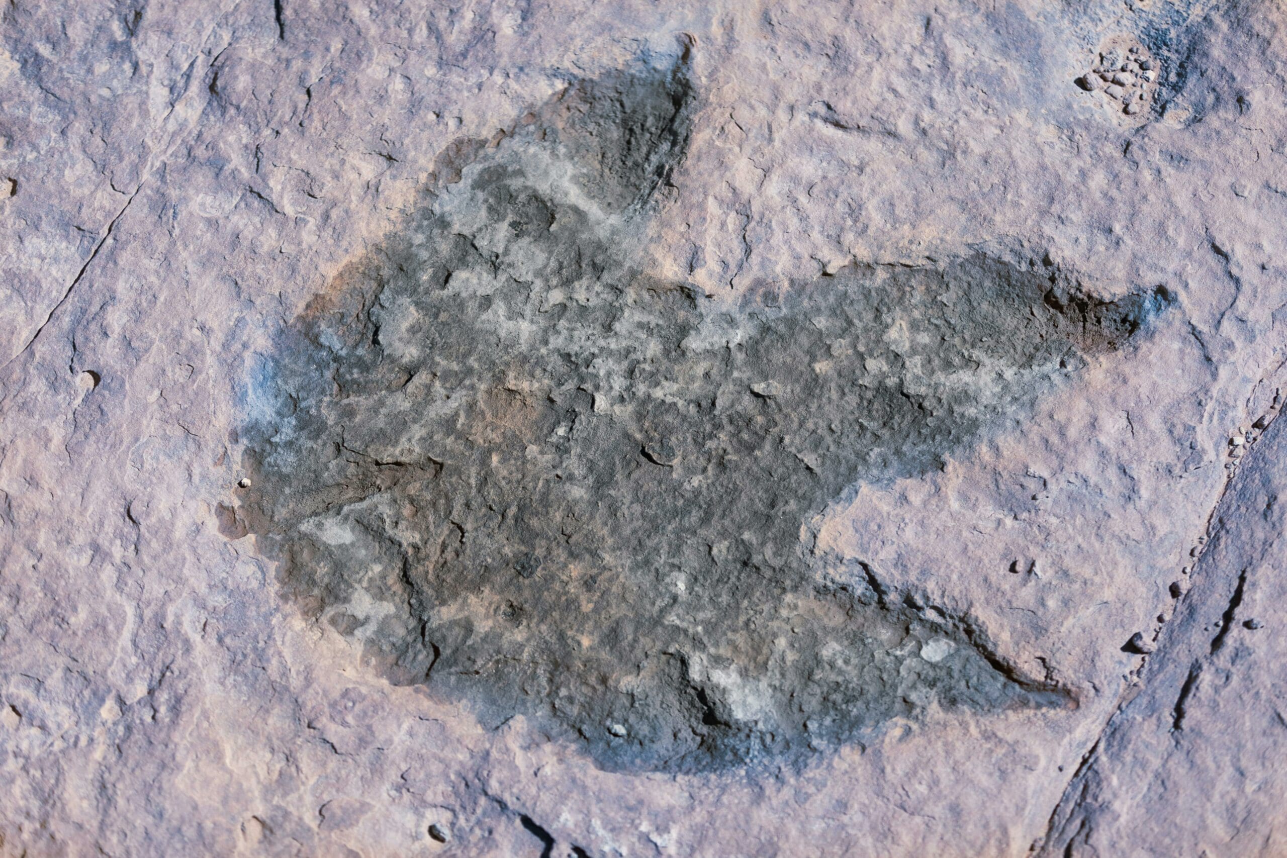 Dinosaur Discoveries: Digging Deeper with Data - Unearthing Insights with Modern Technology Dinosaur Discoveries LearningMole Dinosaur Discoveries LearningMole