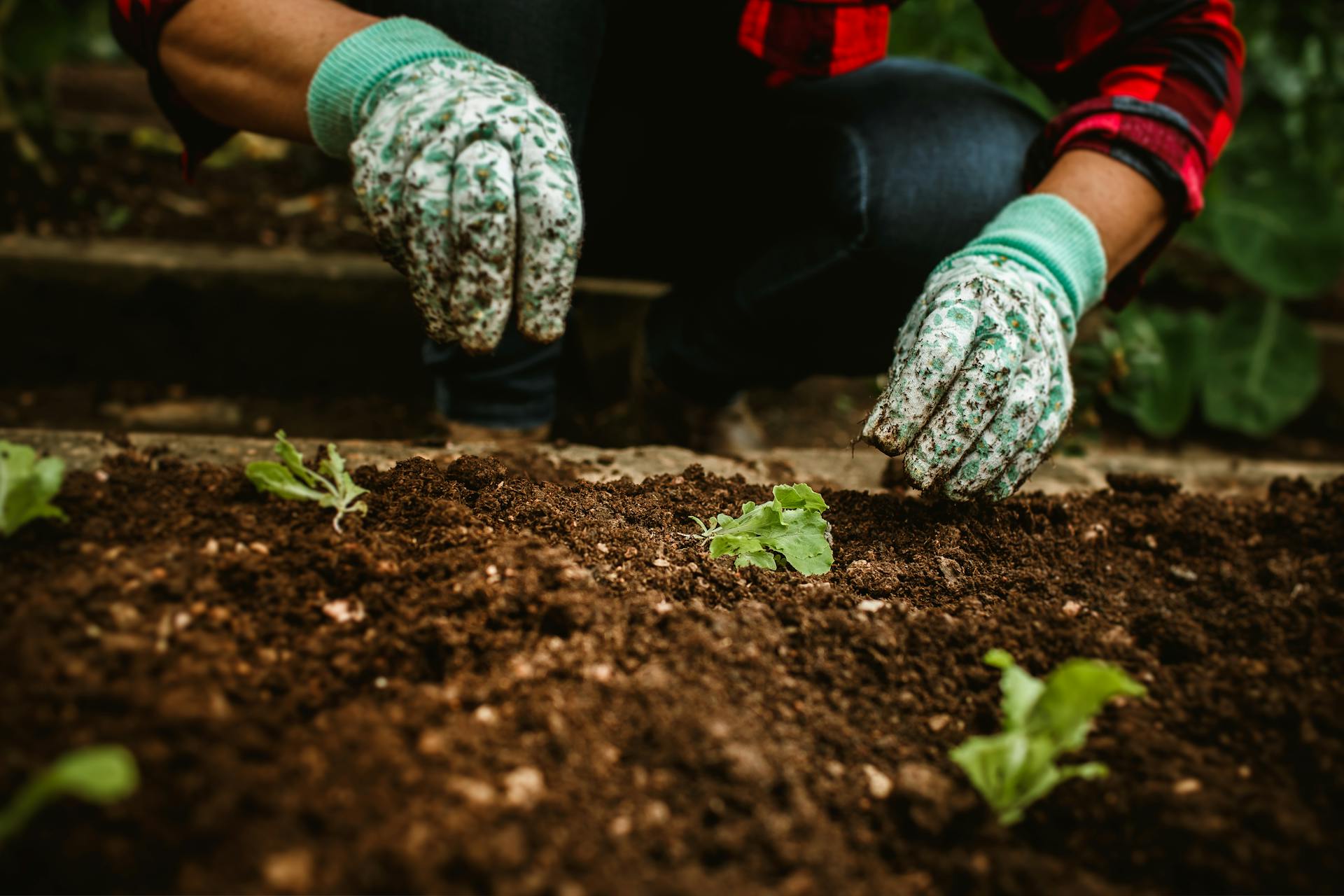 Planting Seeds: Fun Activities for Children Planting seeds,Fun activities,children LearningMole Planting seeds,Fun activities,children LearningMole
