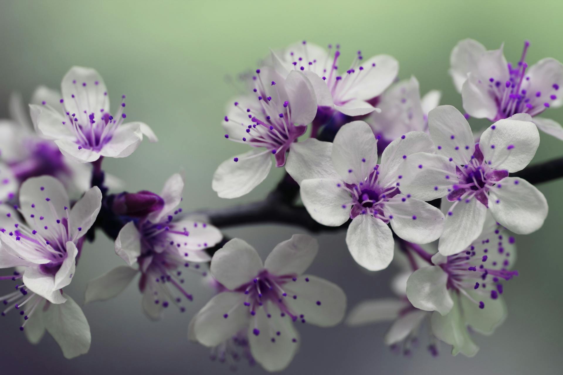 Spring Blooms and Maths Puzzles: Unveiling Outstanding Nature's Geometric Wonders Spring Blooms and Maths Puzzles LearningMole Spring Blooms and Maths Puzzles LearningMole