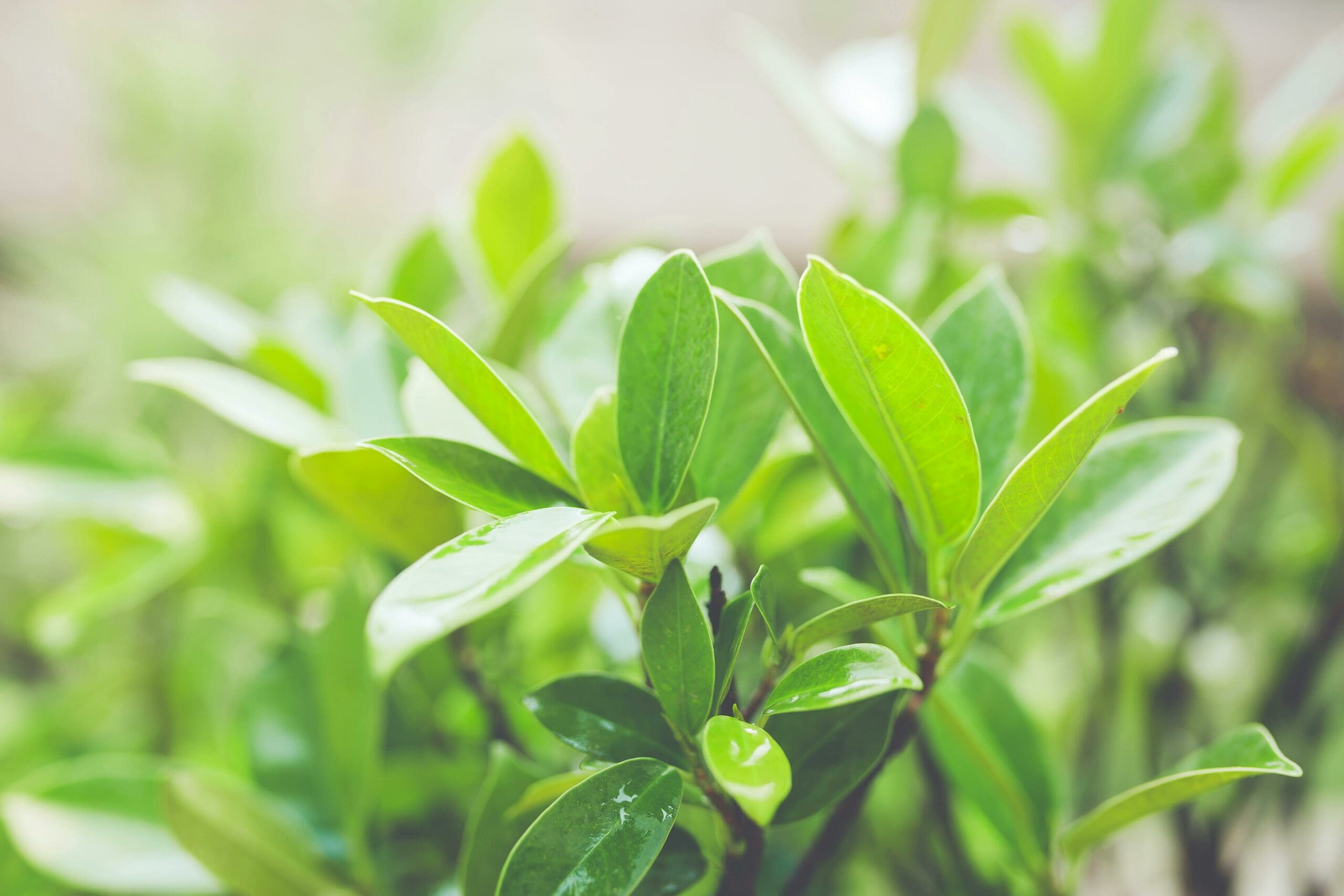 Growing Gardens: Predicting Plant Growth with Maths – Unveiling the Power of Numbers in Horticulture Growing Gardens,plants LearningMole Growing Gardens,plants LearningMole