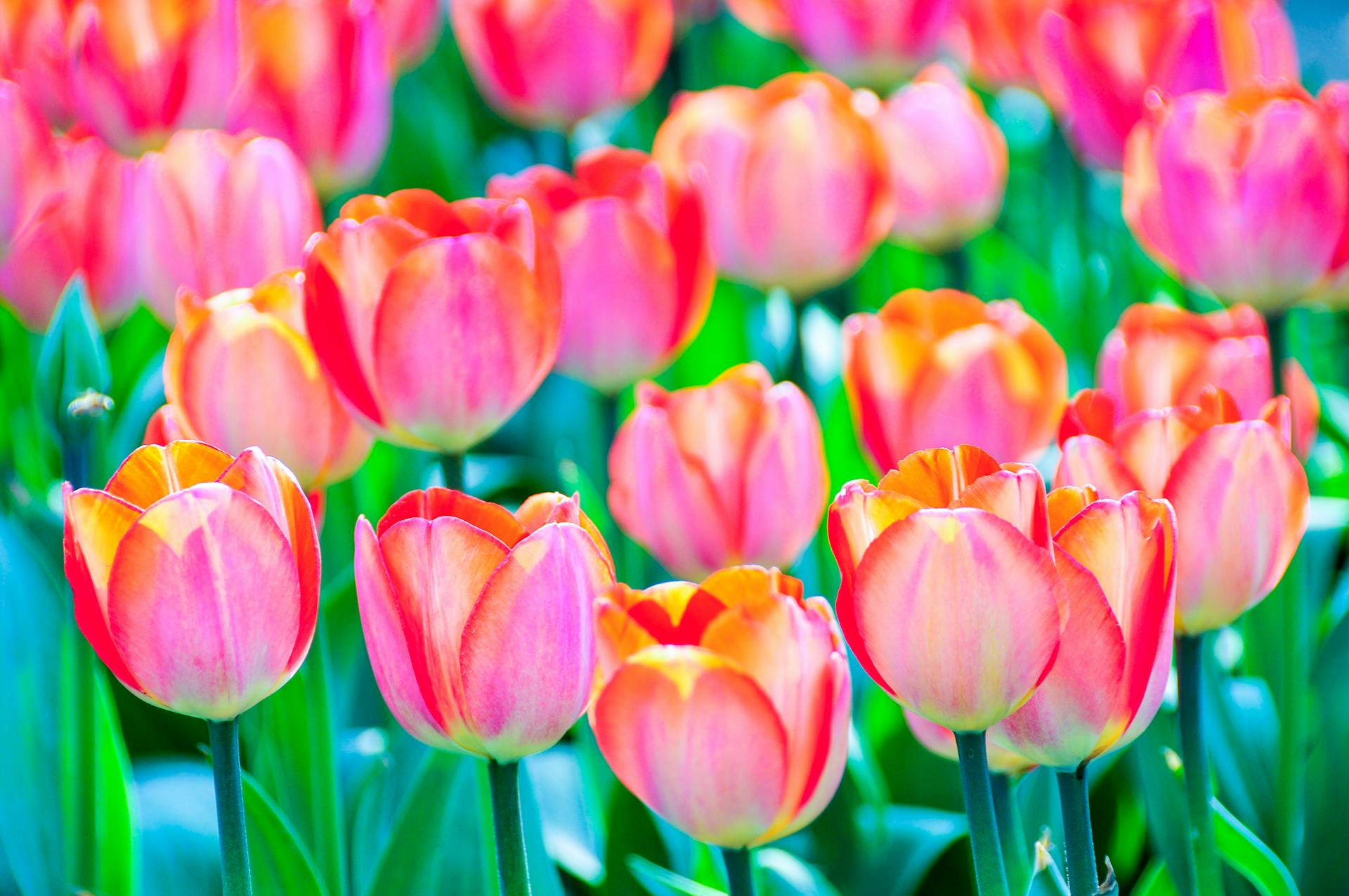 Spring Blooms and Maths Puzzles: Unveiling Outstanding Nature's Geometric Wonders Spring Blooms and Maths Puzzles LearningMole Spring Blooms and Maths Puzzles LearningMole