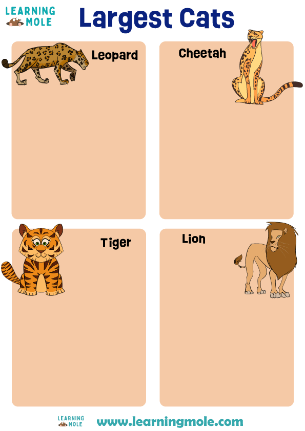 Largest Cats Activity