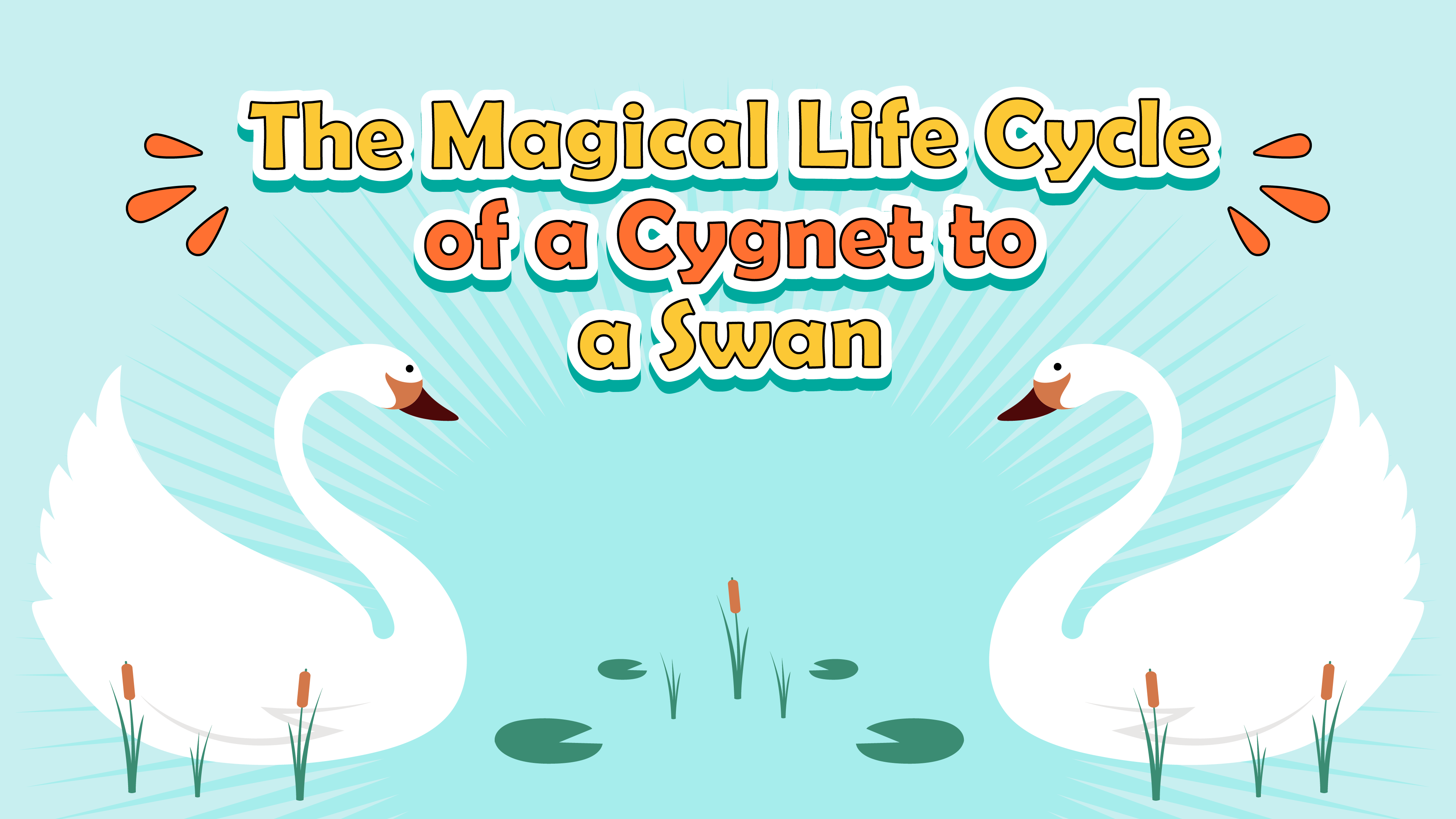 The Magical Life Cycle of a Cygnet to a Swan