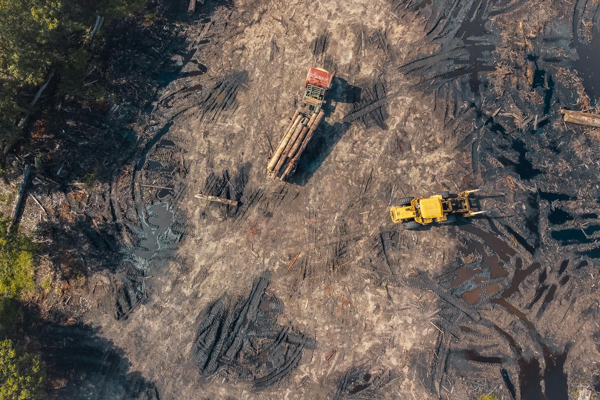 Deforestation Explained: A Super Simple Guide for Kids on Tree Conservation Deforestation LearningMole Deforestation