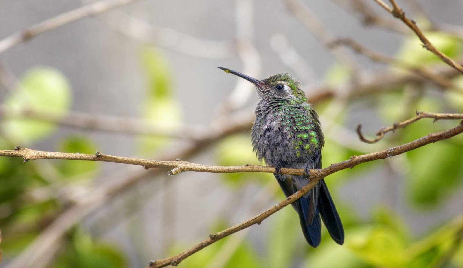 Learn About 9 Incredible Animals Living on Earth animals, Incredible Animals, Cheetah LearningMole Incredible Animals