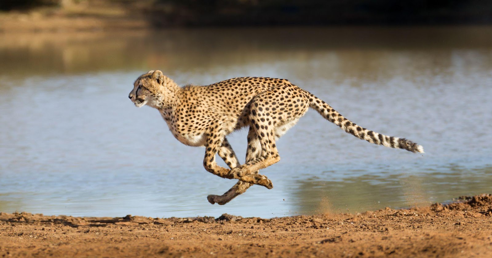 Learn About 9 Incredible Animals Living on Earth animals, Incredible Animals, Cheetah LearningMole Incredible Animals