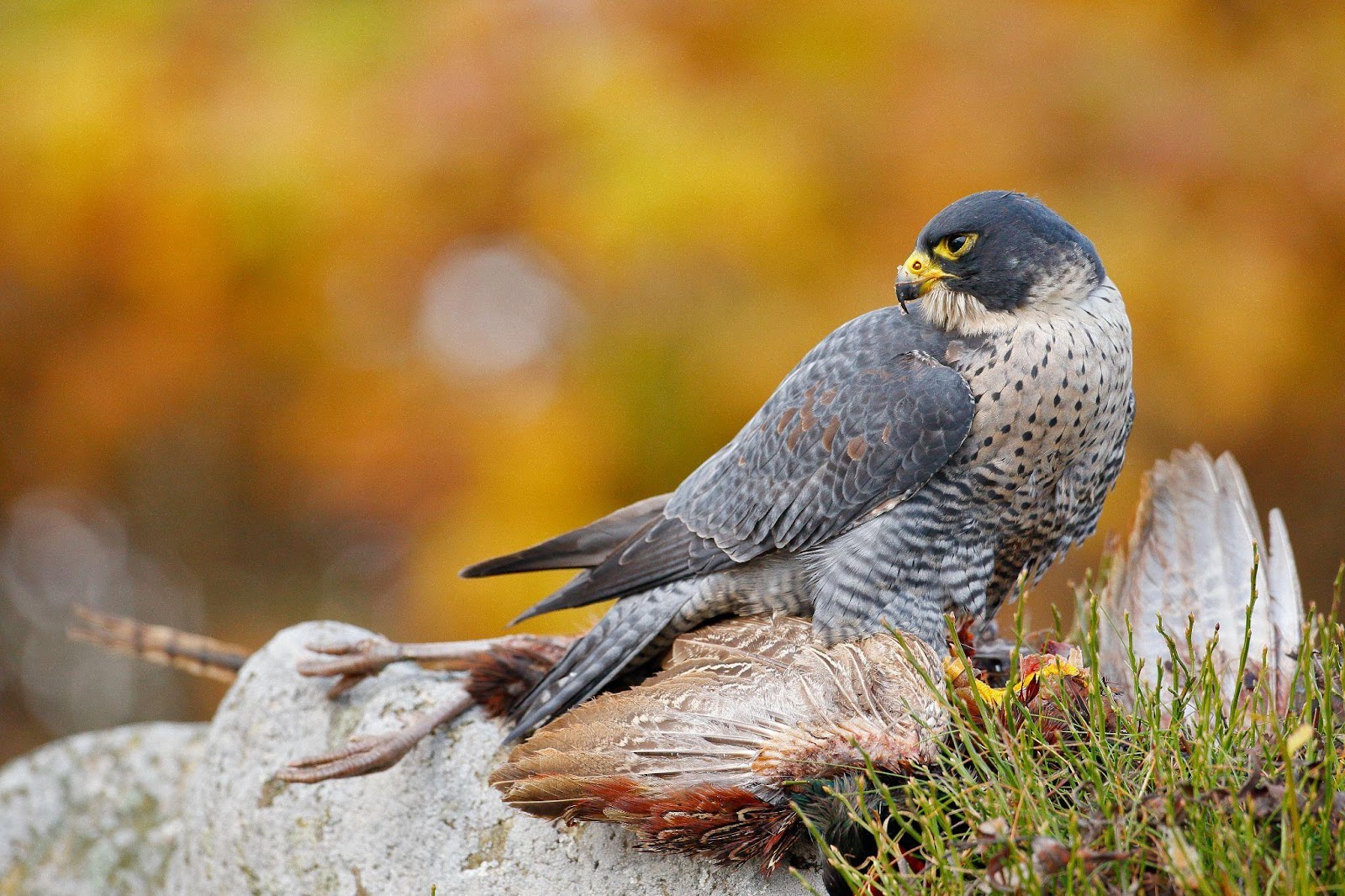 Learn About 9 Incredible Animals Living on Earth animals, Incredible Animals, Cheetah LearningMole Incredible Animals