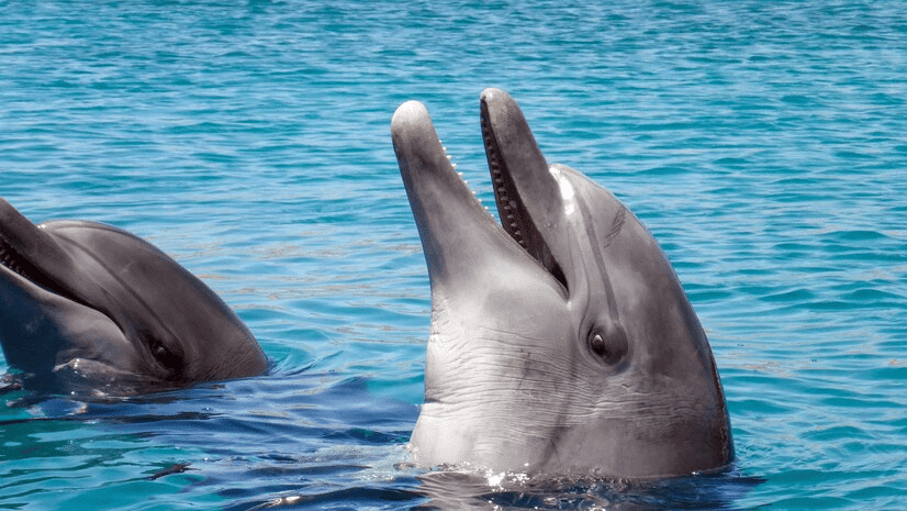 Learn About 9 Incredible Animals Living on Earth animals, Incredible Animals, Cheetah LearningMole Incredible Animals