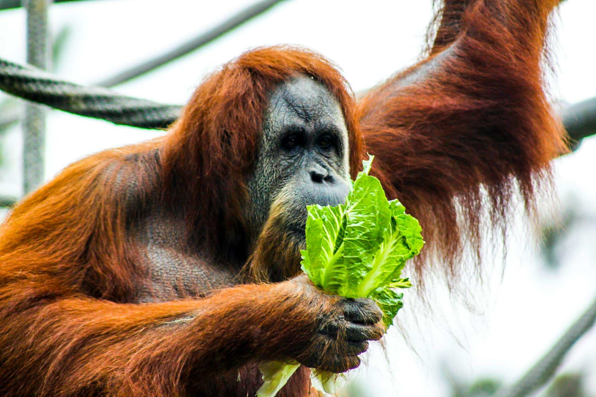 Orangutans Facts