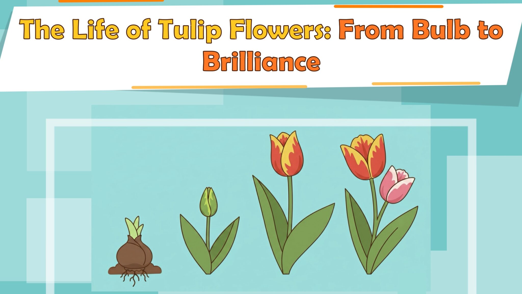 The Life of Tulip Flowers: From Bulb to Brilliance