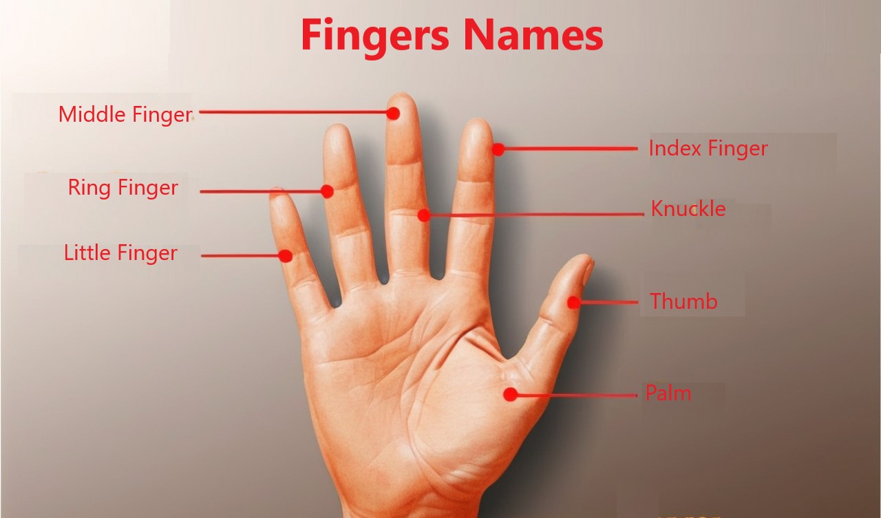 fingers facts